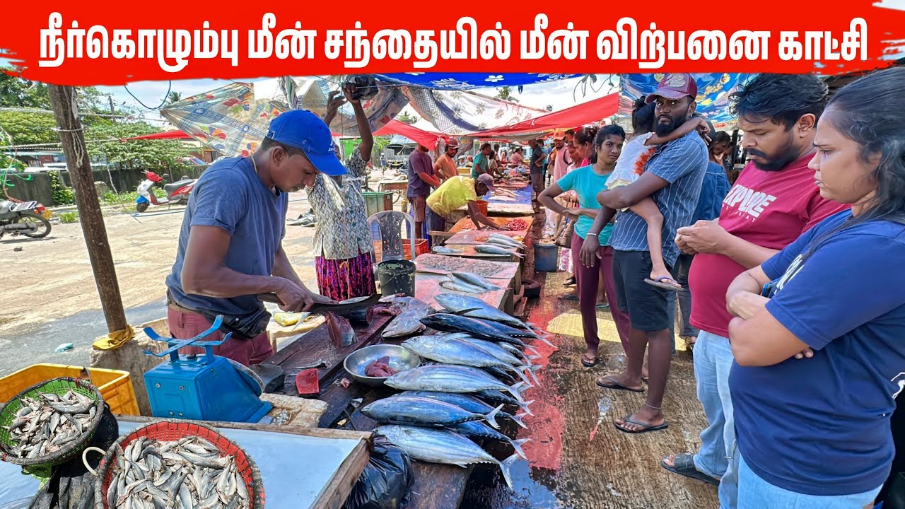 நீர்கொழும்பு மீன் சந்தையில் வந்த ராட்சத மீன்கள் | Negombo Fish Market 