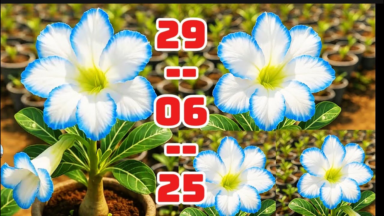 (SÁNG 29/06/25) SỨ GHÉP ĐẸP LH 08.34567.192