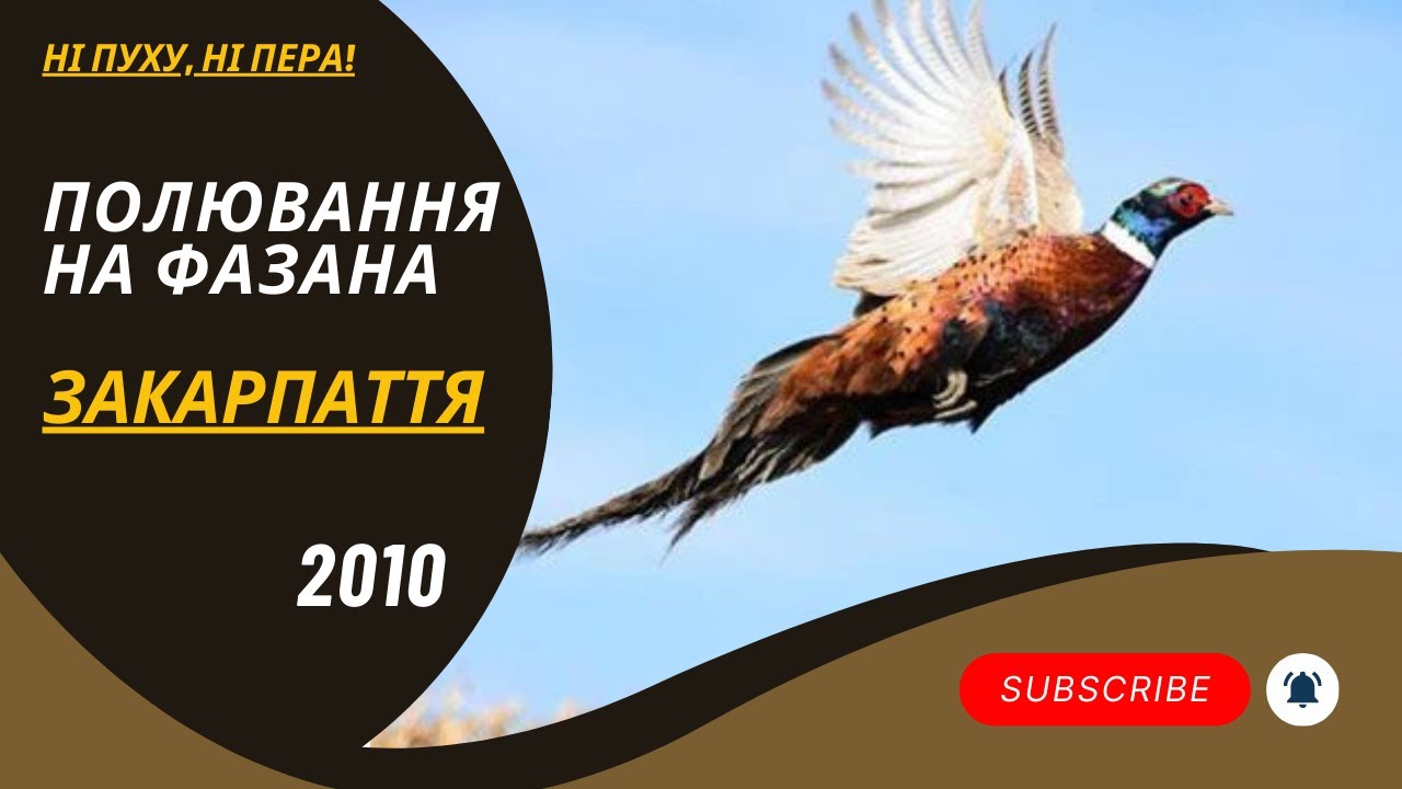 Полювання на фазана | Берегівський р-н | 2010 | Ні хуху, ні пера!