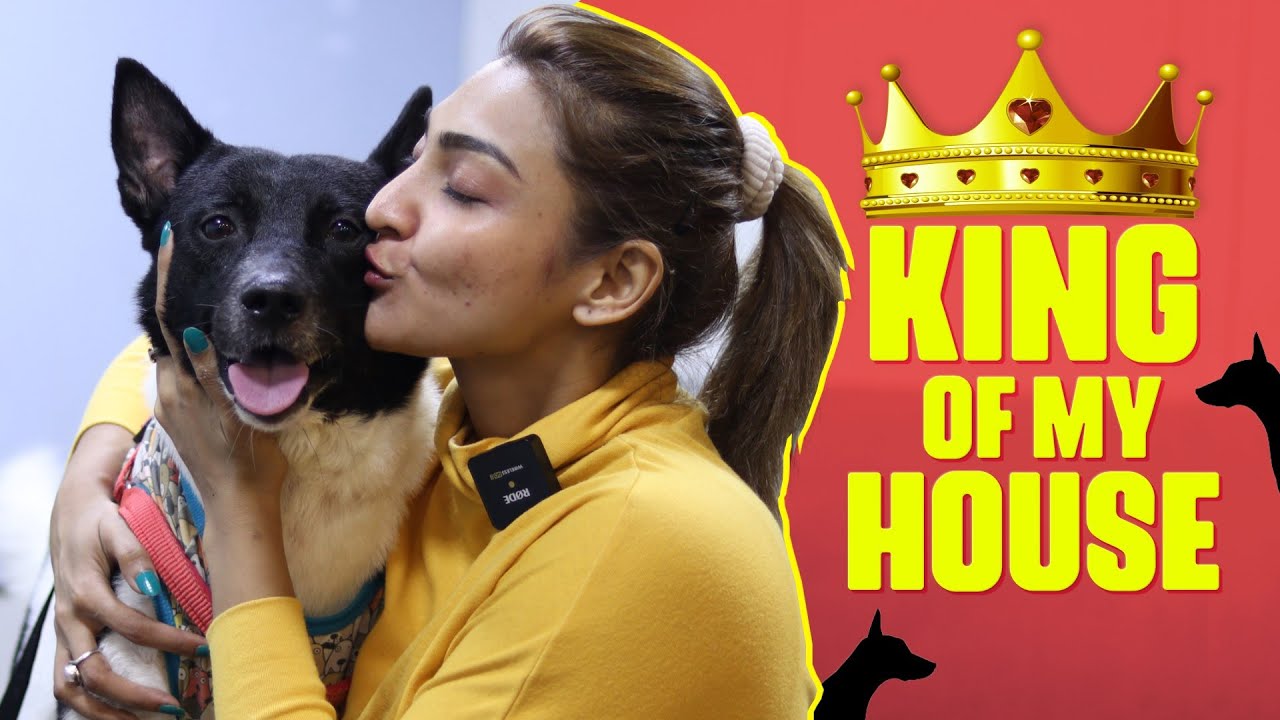 Oreo-The King 🐶 I Pet Grooming 🦮 I Akshara Reddy