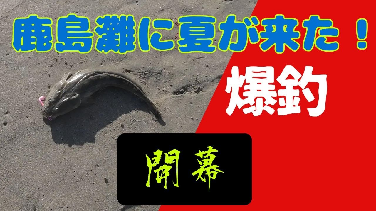 【サーフヒラメ】鹿島灘サーフ開幕！夏の海が来た～～爆釣！！