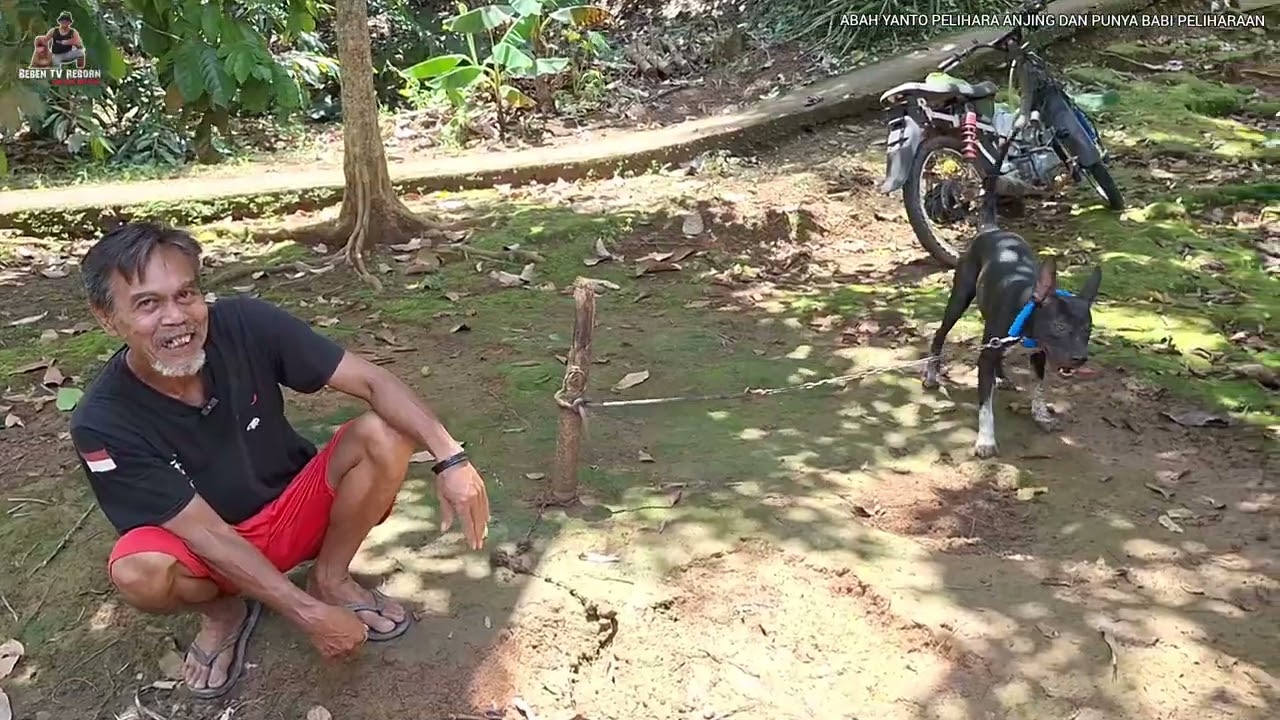PAK YANTO PELIHARA ANJING DAN BABI HUTAN UNTUK LATIHAN ‼️