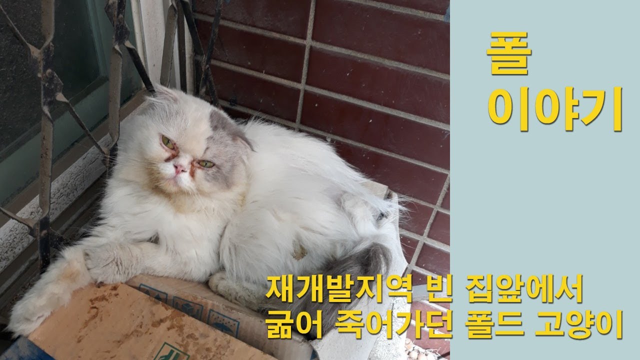 재개발지역 빈집 문앞에 버려져 굶어 죽어가던 고양이를 줍게되었어요