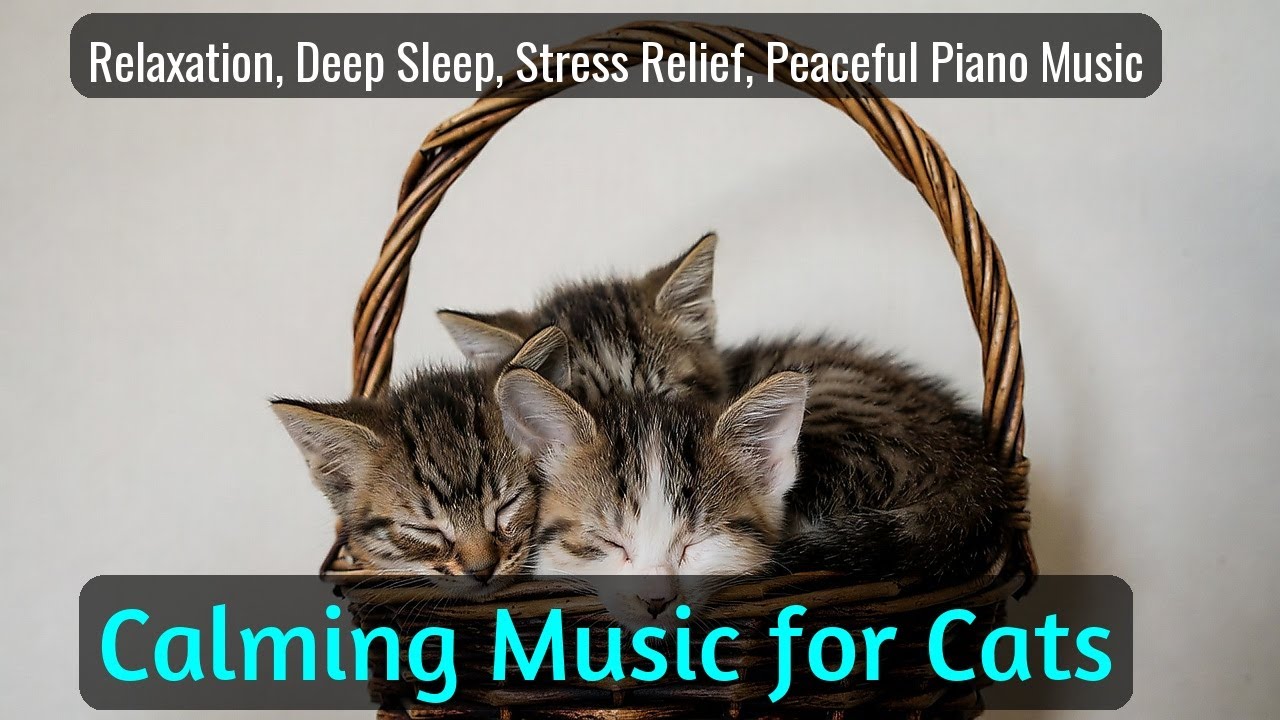 Calming Music for Cats - Relaxation, Deep Sleep, Stress Relief, Peaceful Piano Music | Season 50