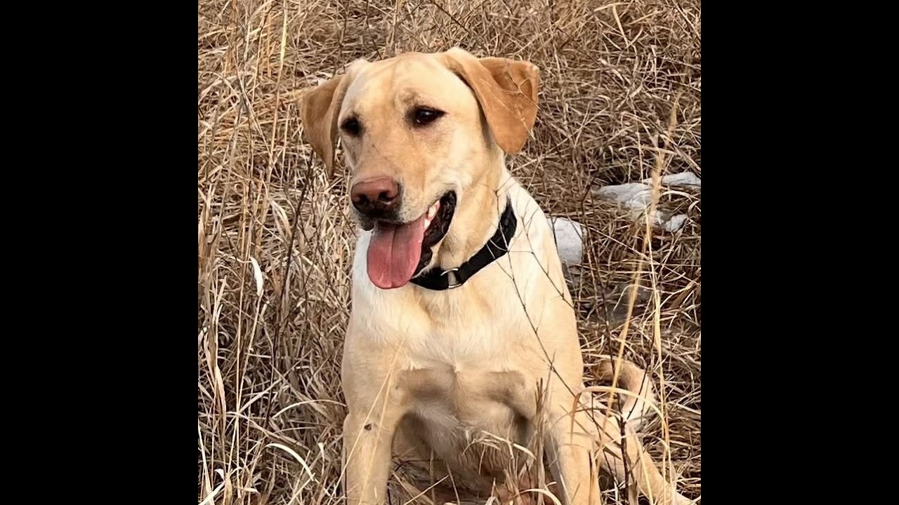 Последняя охота Нилы на фазанов в Южной Дакоте, сезон 25/26 &ndash; частная земля, 30.01.2026.