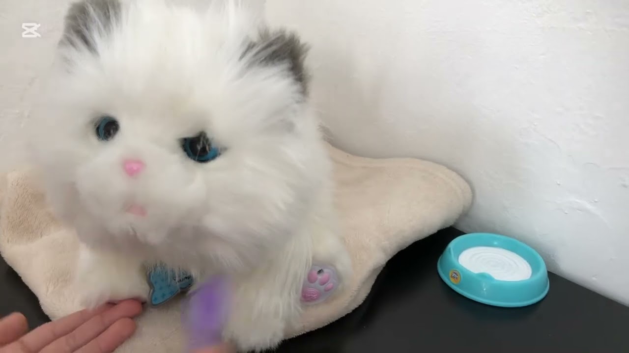 Rotina da manhã com mingau o gato realista 