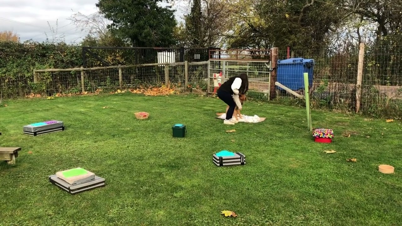 Freework @ Pawprints Dog Daycare Nov 2021