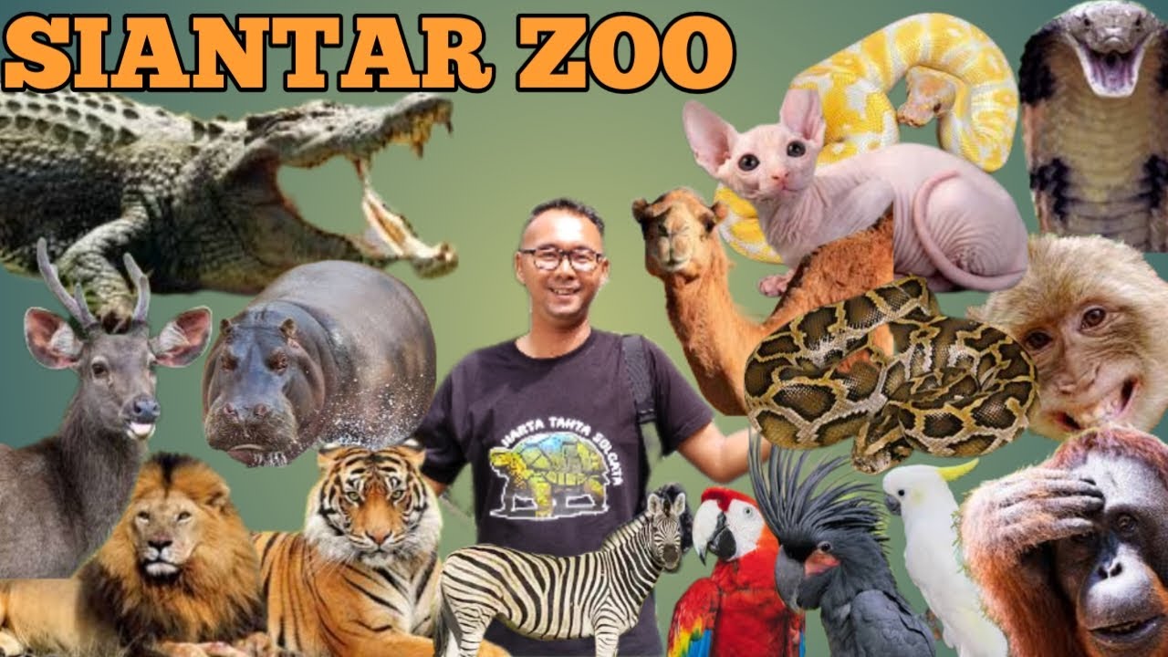 REVIEW HEWAN YANG ADA DI SIANTAR ZOO DI PENGHUJUNG TAHUN 2023
