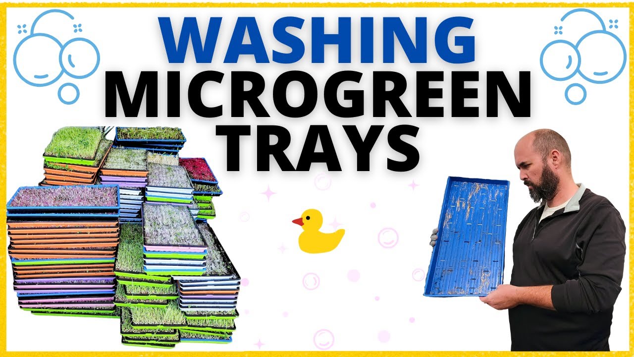 Washing Microgreen Trays 4 step method
