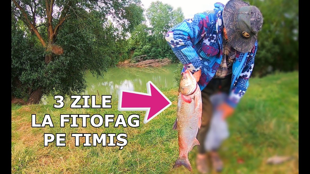 3 Zile De Pescuit Pe Râul TIMIȘ Cu nea TIBI La FITOFAG - NOVAC SALBATIC MARE - Caras și Plătică