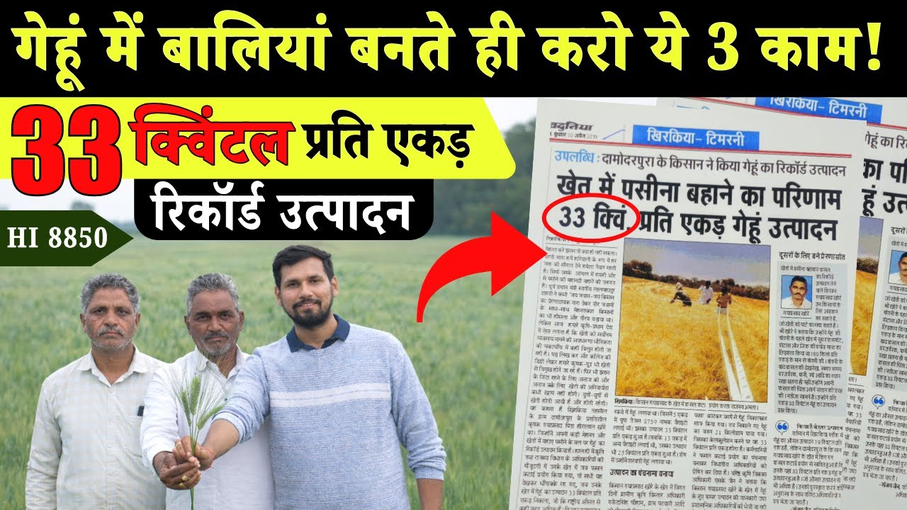 गेहूं में बालियां बनते ही करो ये 3 चीजों का Spray | 33 क्विंटल/एकड़ उत्पादन
