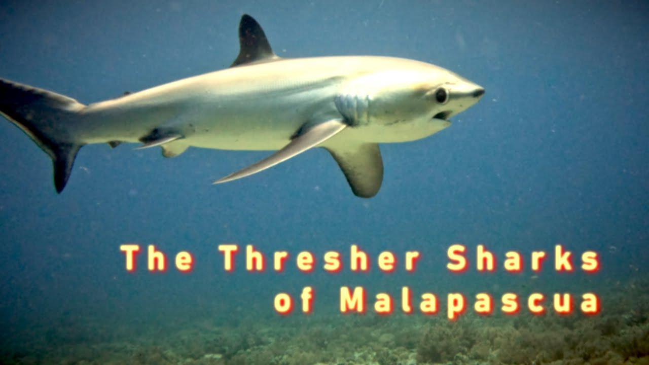 PHILIPPINES 2024-05 - Thresher Sharks of Malapascua