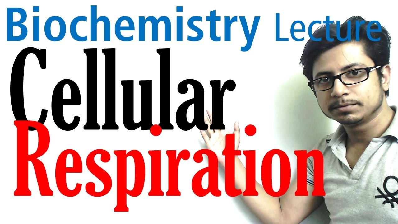 Cellular respiration | aerobic and anaerobic respiration