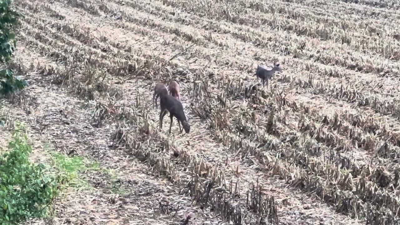 Deer grazing fresh cut corn!