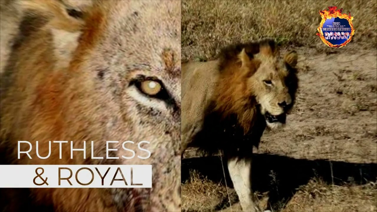 Mr T Mapogo - Most Ruthless Lion