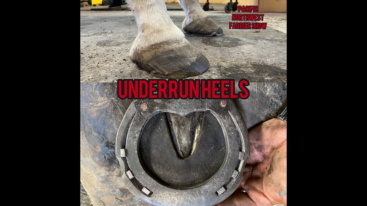 Hoof Restoration- Shoeing a Horse with Low Underrun Heels- Applying a Barshoe with Leather Pads
