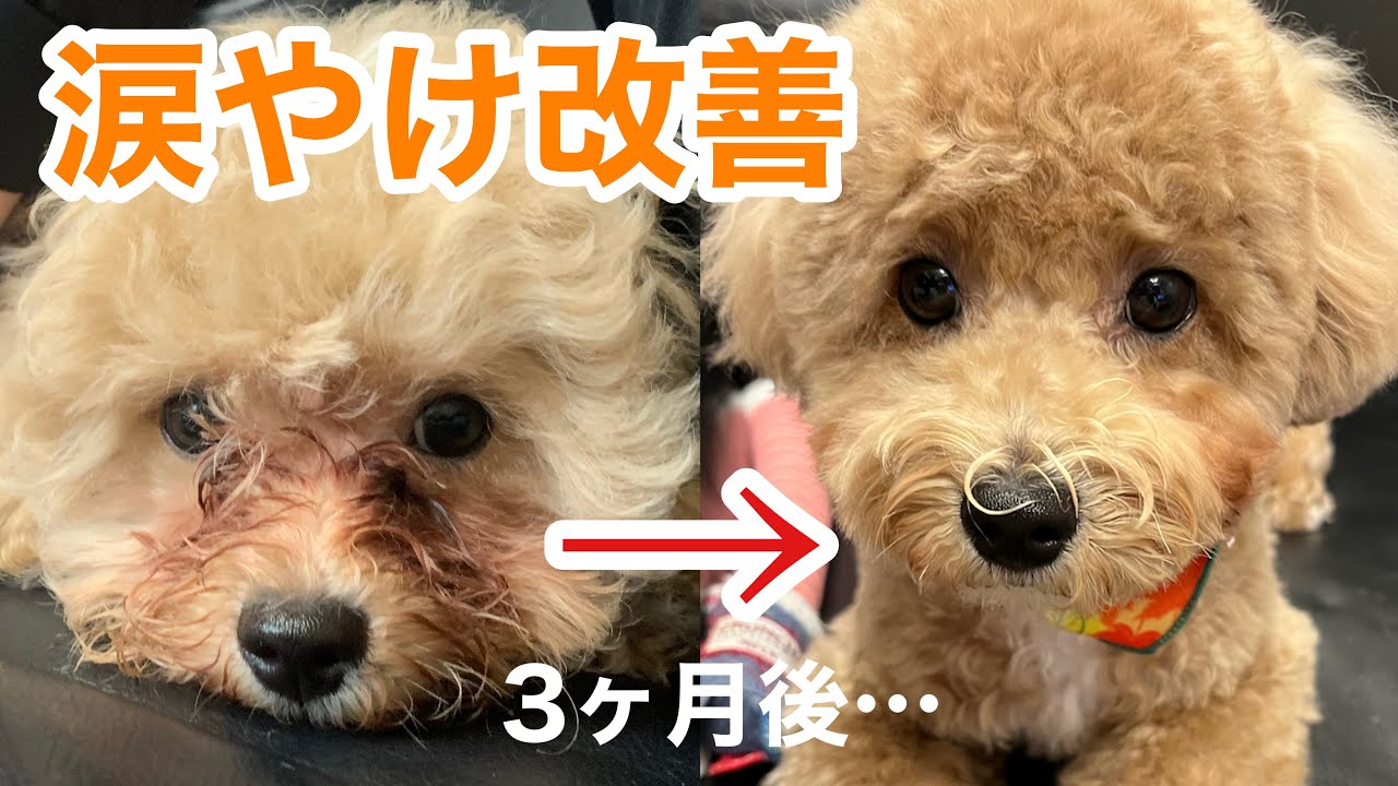 【マルプー】3ヶ月で涙やけ改善しました！！！