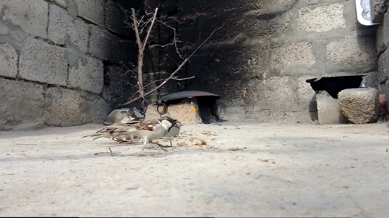 PAKISTANi sparrow eating soft food / bird's 