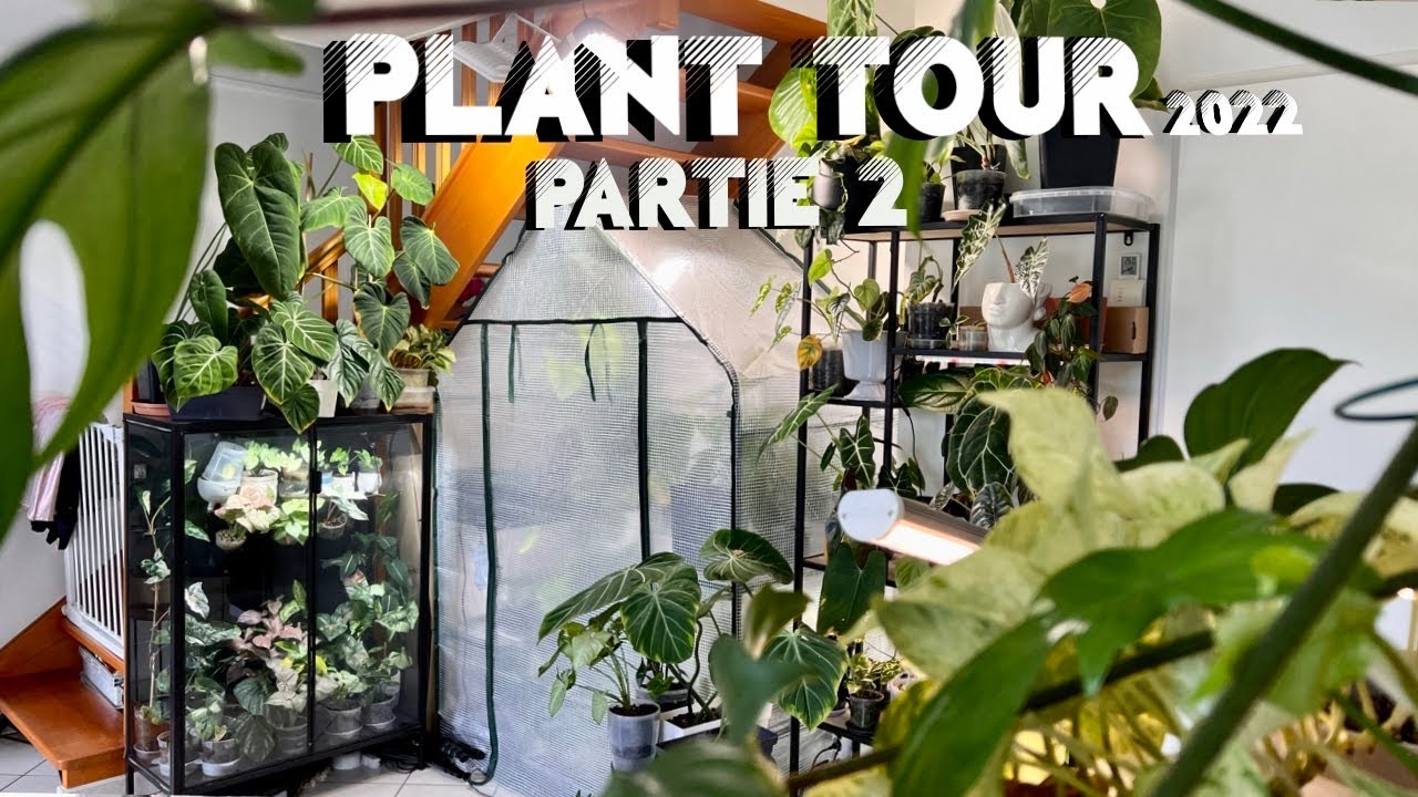 🌿 PLANT TOUR 2022 Partie 2🌿 - Aménagement, pots déco, collection +200 plantes rares...