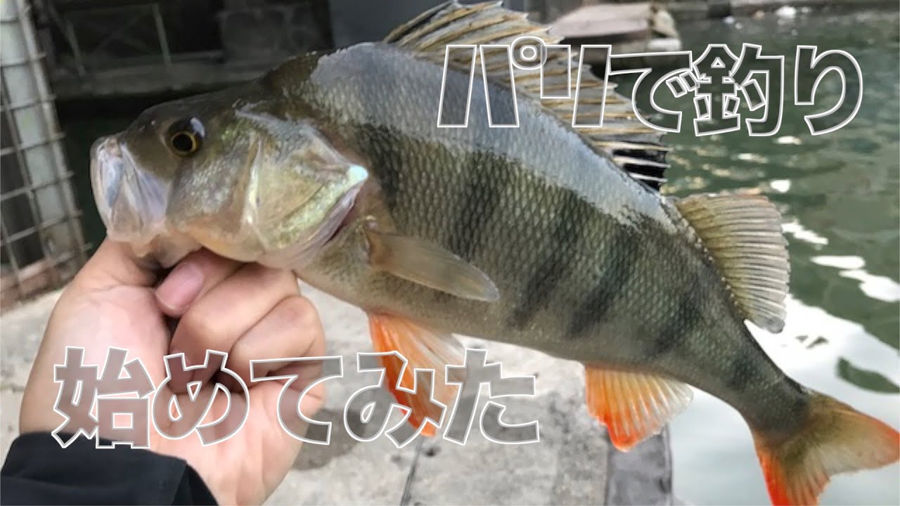 パリで釣りを始めてみた。ブレディーを投げてみたら！？　｜pike｜perch｜zander｜