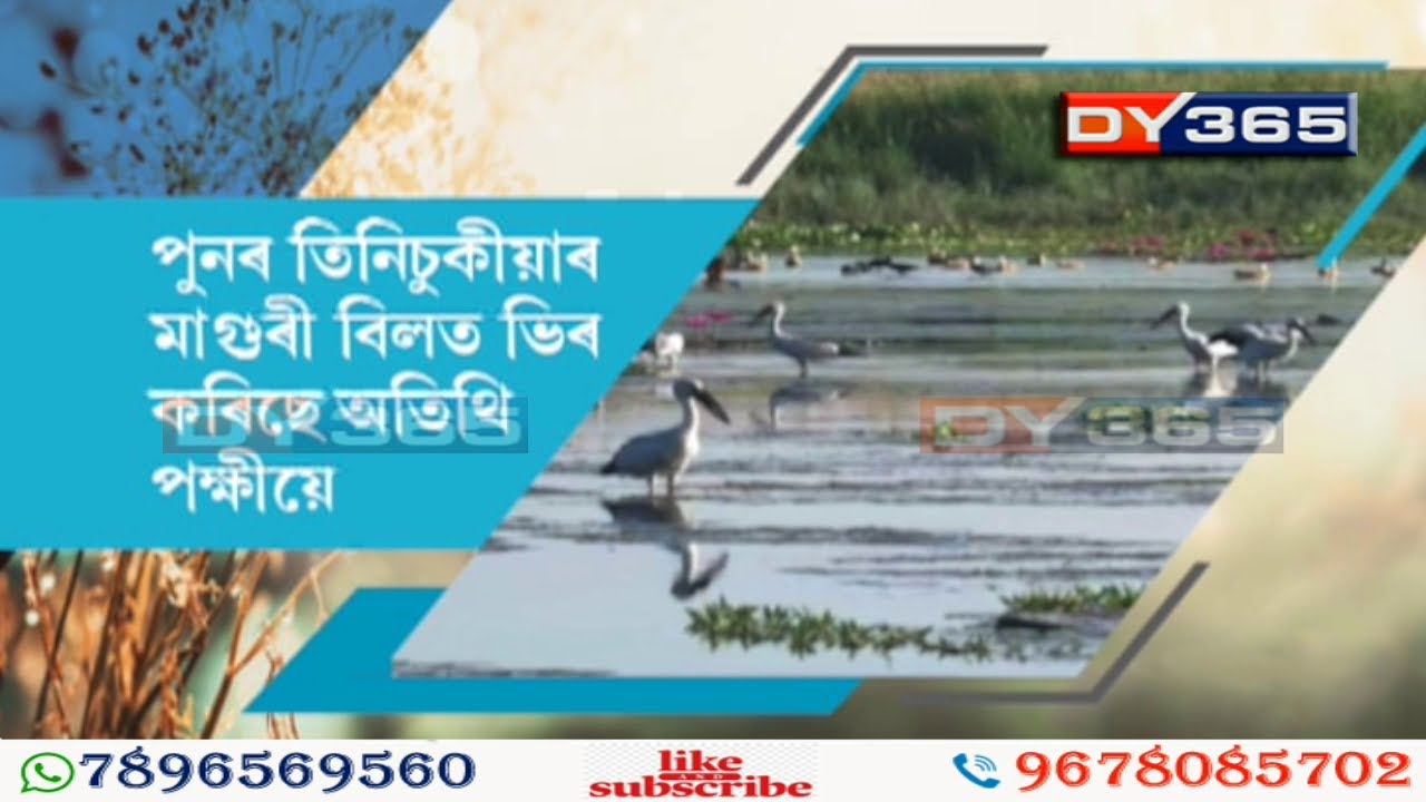 Bird Watching in Assam- Maguri Bill - বিলত নৌকা বিহাৰ কৰি পক্ষী চাইছে বিভিন্ন প্ৰান্তৰ পৰ্যটকে