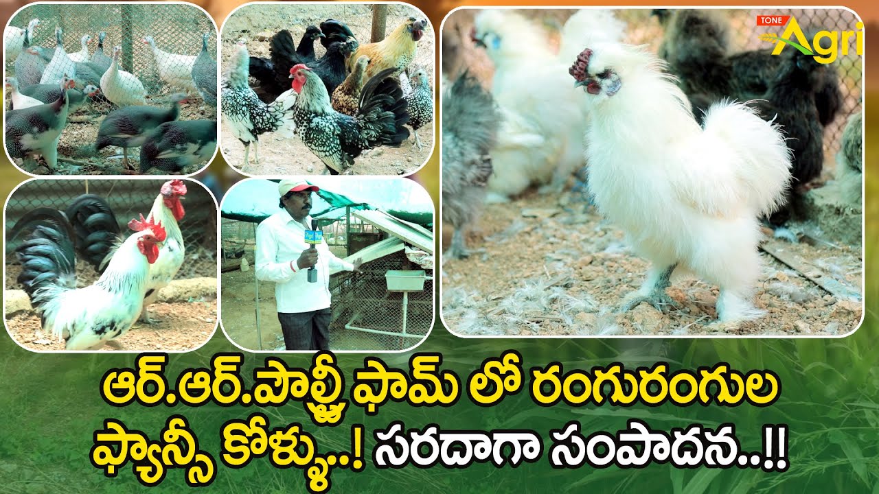 Fancy Chicken Farming | RR పౌల్ట్రీ ఫామ్‌లో రంగురంగుల ఫ్యాన్సీ కోళ్ళు..! సరదాగా సంపాదన..!! Tone Agri
