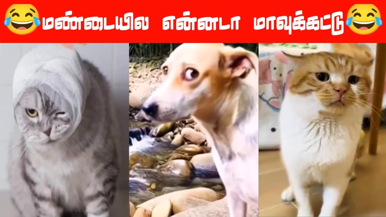 😂🐈🐕இப்ப பாரு எப்படி ரோடு கிராஸ் பண்ற நு.....😂🐈🐕 #viral #trending #comedy #funnyanimalvideos