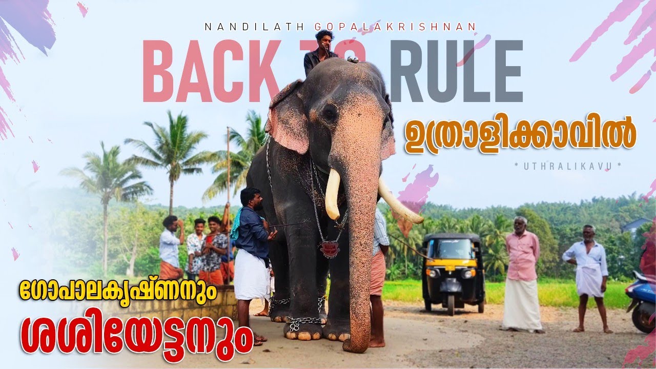 ഗോപാലകൃഷ്ണനും ശശിയേട്ടനും 🔥🤙 | Nandilath Gopalakrishnan & Sasiyettan Uthralikavu Temble | NGK Today