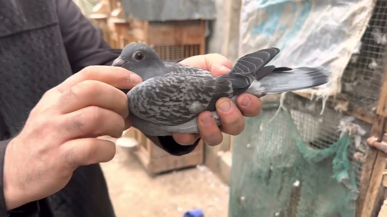 سهيل المبارك ومحمد العازمي تكلم عن تفريخ الحمام الاساس في بيتي