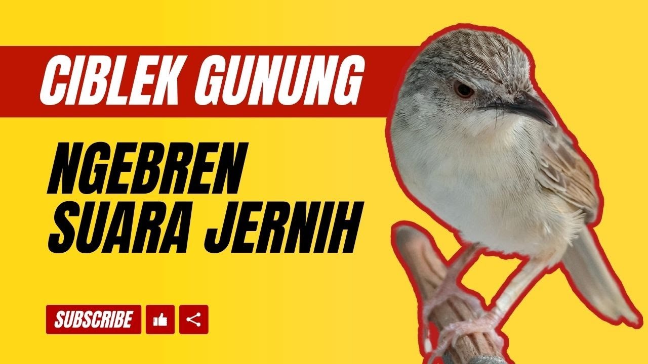 Ciblek Gunung Bunyi Bren Rapet Untuk Masteran Suara Jernih