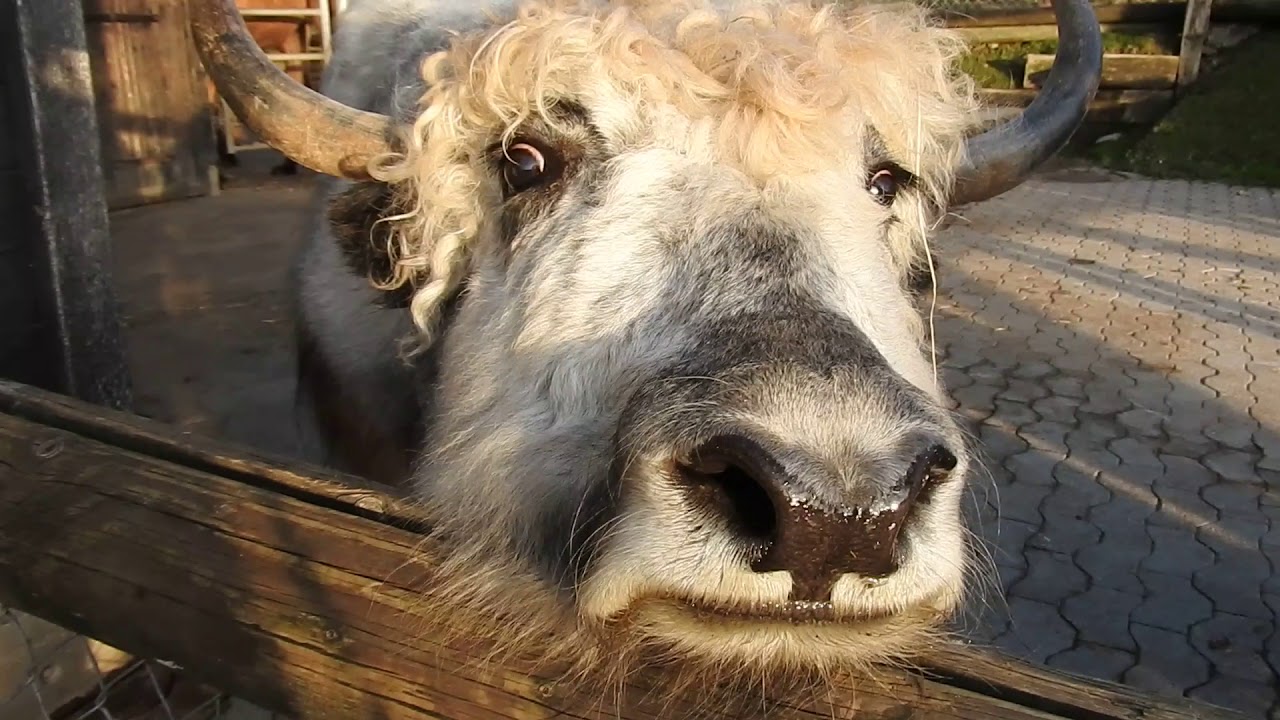 人懐っこいヤク　Yak　2017 1026
