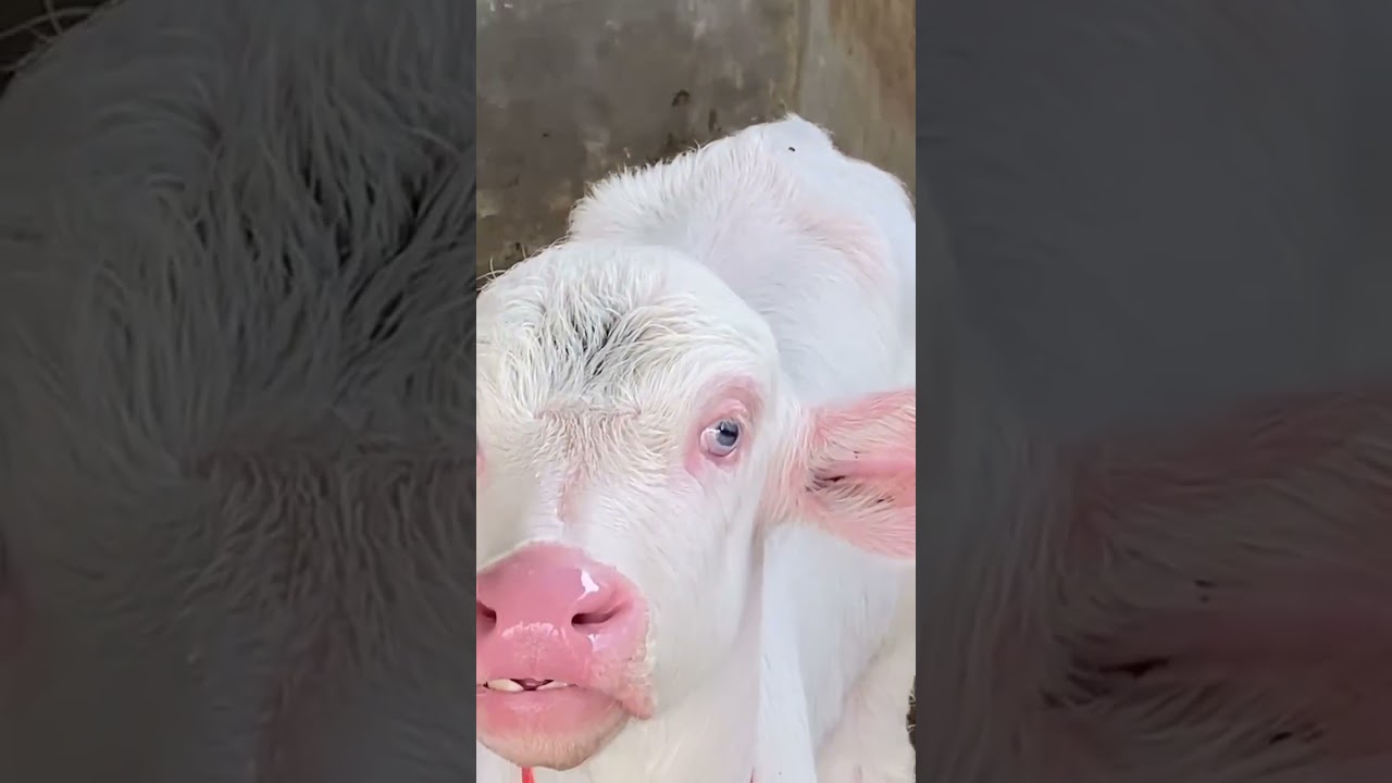 buffalo white calf#viral #trending #buffalo #farm #village