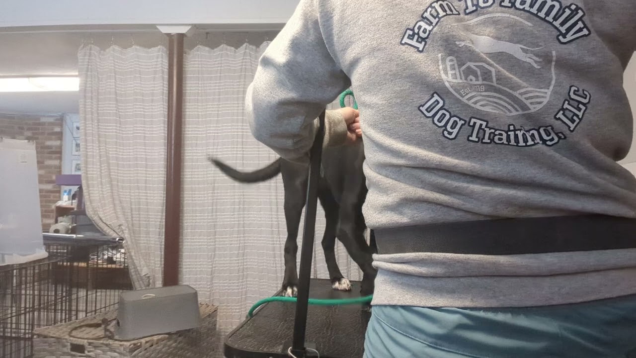 Jesabel (B&T day 7) First pressure & release conditioning for grooming/ vet visits