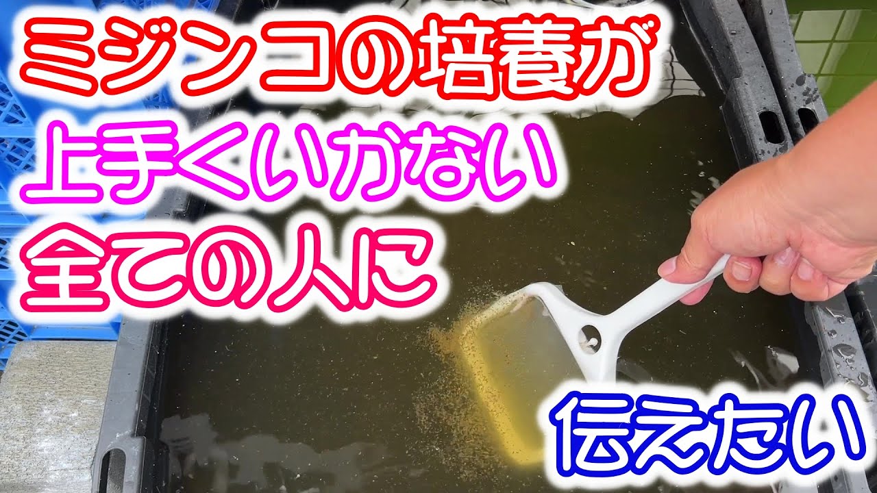 【めだか】ミジンコ培養で実は重要なのは・・・　Ｂ型おやじ