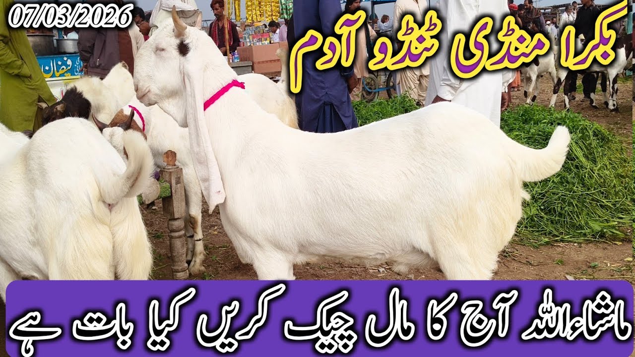 Bakra Mandi Tando Adam | Today update | Bakra Eid 2026 | Patari barbari mix goat | 07/03/2026