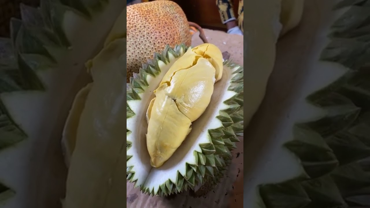 LIVE รีวิวทุเรียนพันธุ์ ทองบางสะพาน(ต้นแม่),นวลทองจันทร์,จันทบุรี9,จำปาดะ | ลุงหมูป้าตุ้ยพันธุ์ไม้