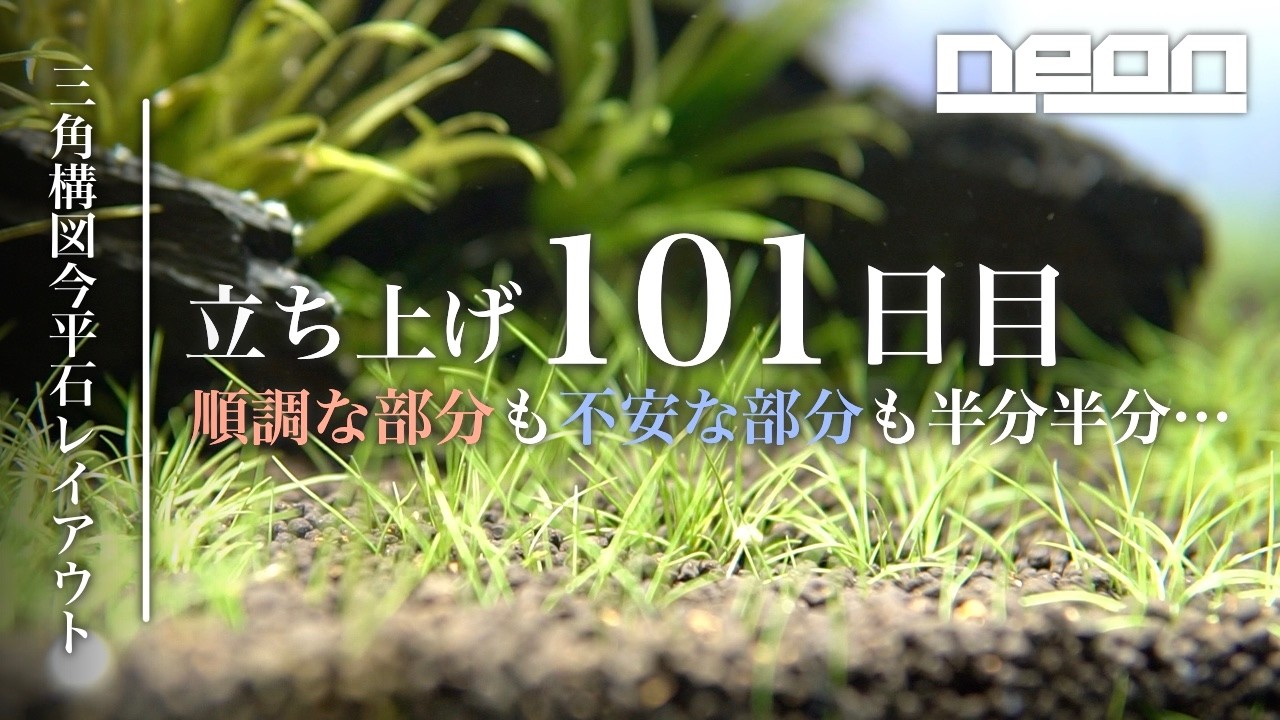 【立ち上げ101日目】順調な部分も不安な部分も半分半分…、がんばれディディプリス！【 ne0n 】 #アクアリウム