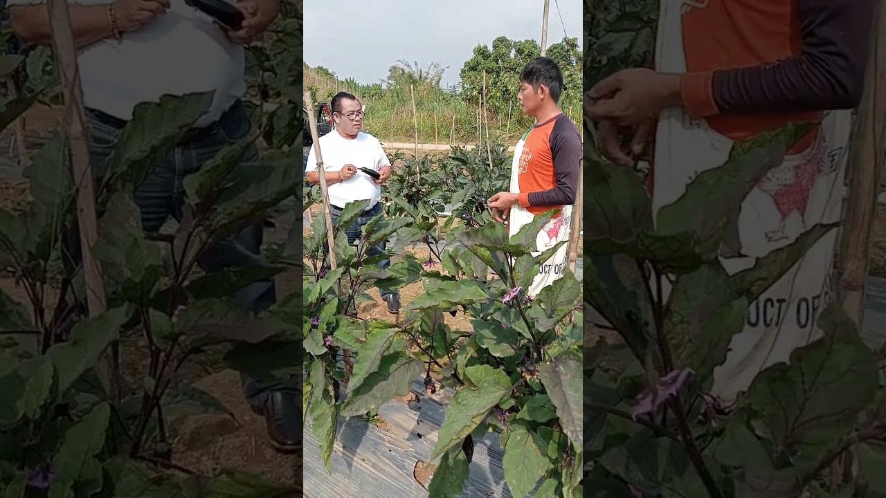 สูตรปลูกมะเขือขื่น+มะเขือยาวญี่ปุ่น(น้าชัย)รับลูกสวนจำนวนมากมีราคาประกันให้รับซื้อถึงสวน0815010848จ้