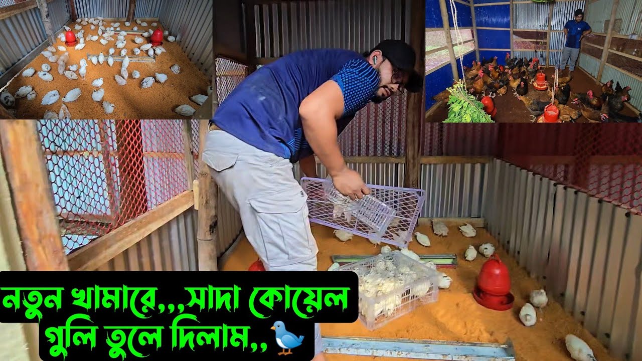 নতুন খামারে,,,সাদা কোয়েল গুলি তুলে দিলাম,,🐦