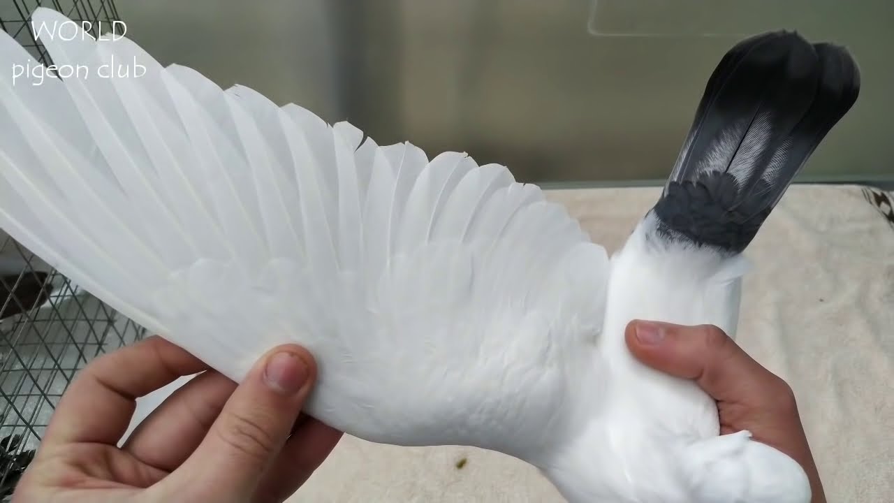 САМЫЕ ИНТЕРЕСНЫЕ ПТЕНЦЫ ЭТОГО ГОДА / The most interesting pigeon of this year (M.M , Moldova)