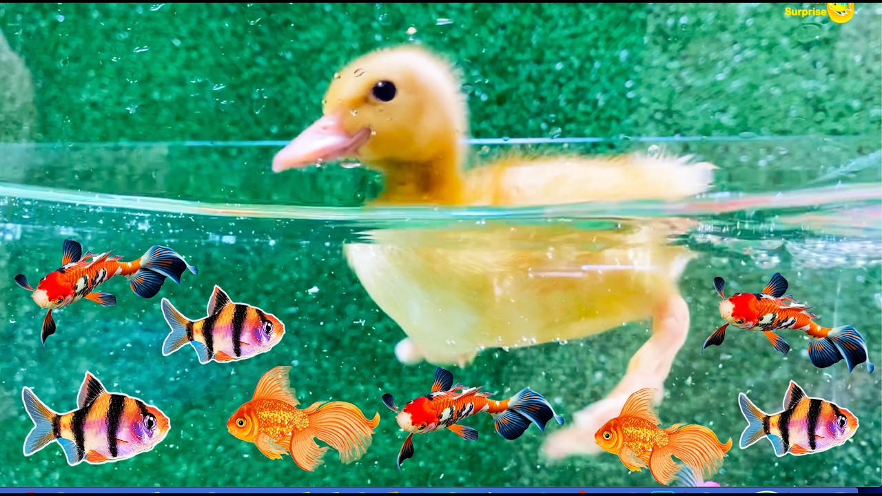 4 hr Find colorful eggs, duck, fish surprise, pets, fish tank, koi, goldfish, glofish tetra, parrot
