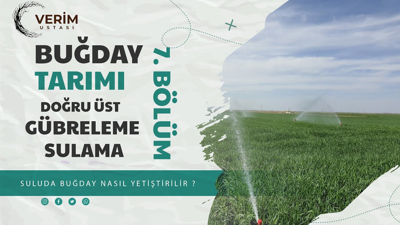 BUĞDAY TARIMI 7.BÖLÜM ÜST GÜBRELEME VE SULAMA ZAMANLARI