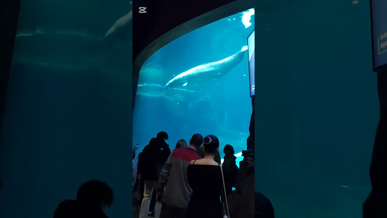 Georgia akvaryuma gittim...