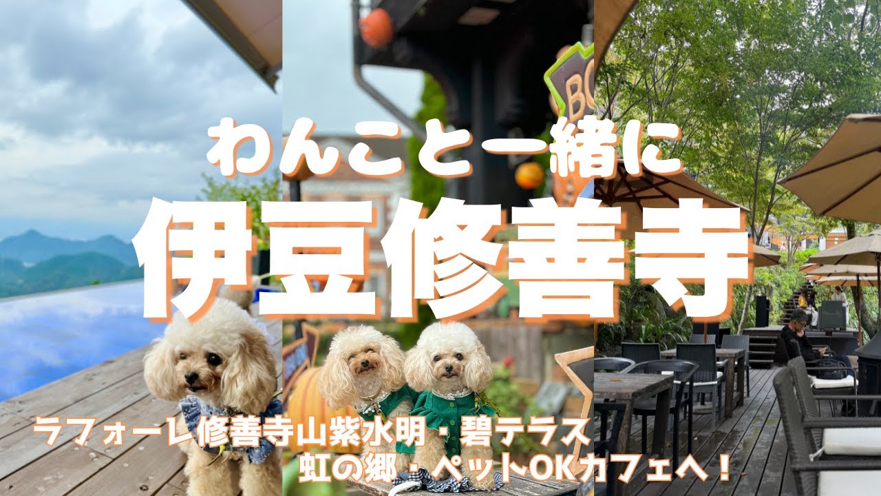 【トイプードルと一緒に伊豆修善寺の旅2024】雨ニモマケズ　ハロウィンの修善寺を遊び尽くそう！ペットOKオシャレ＆カワイイ修善寺カフェや観光地を巡る旅行vlog