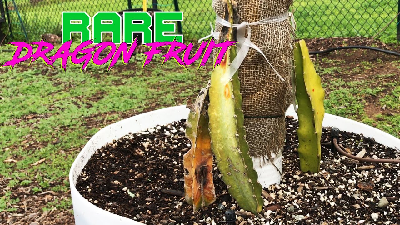 My DRAGON FRUIT STEM ROT Solution ( My LISA Variety is in Trouble )