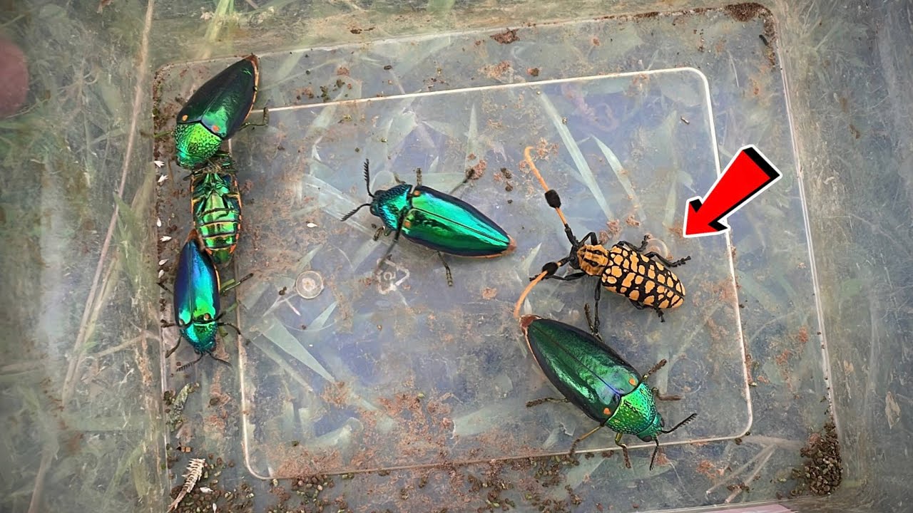 Catch Giant Beetle | Jewel Beetle, Carrion Beetle, Beetle Flying