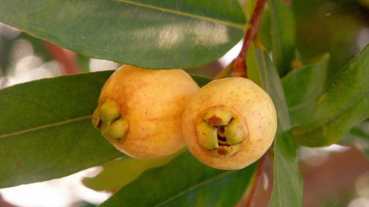 🌹 Rose Apple.  10 plants that will make you happy. #roseapple