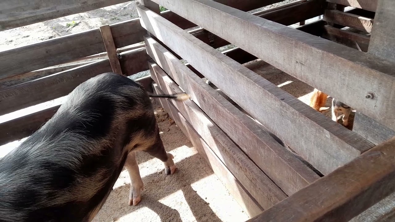 qual tamanho das baías do meu galpão de porcos