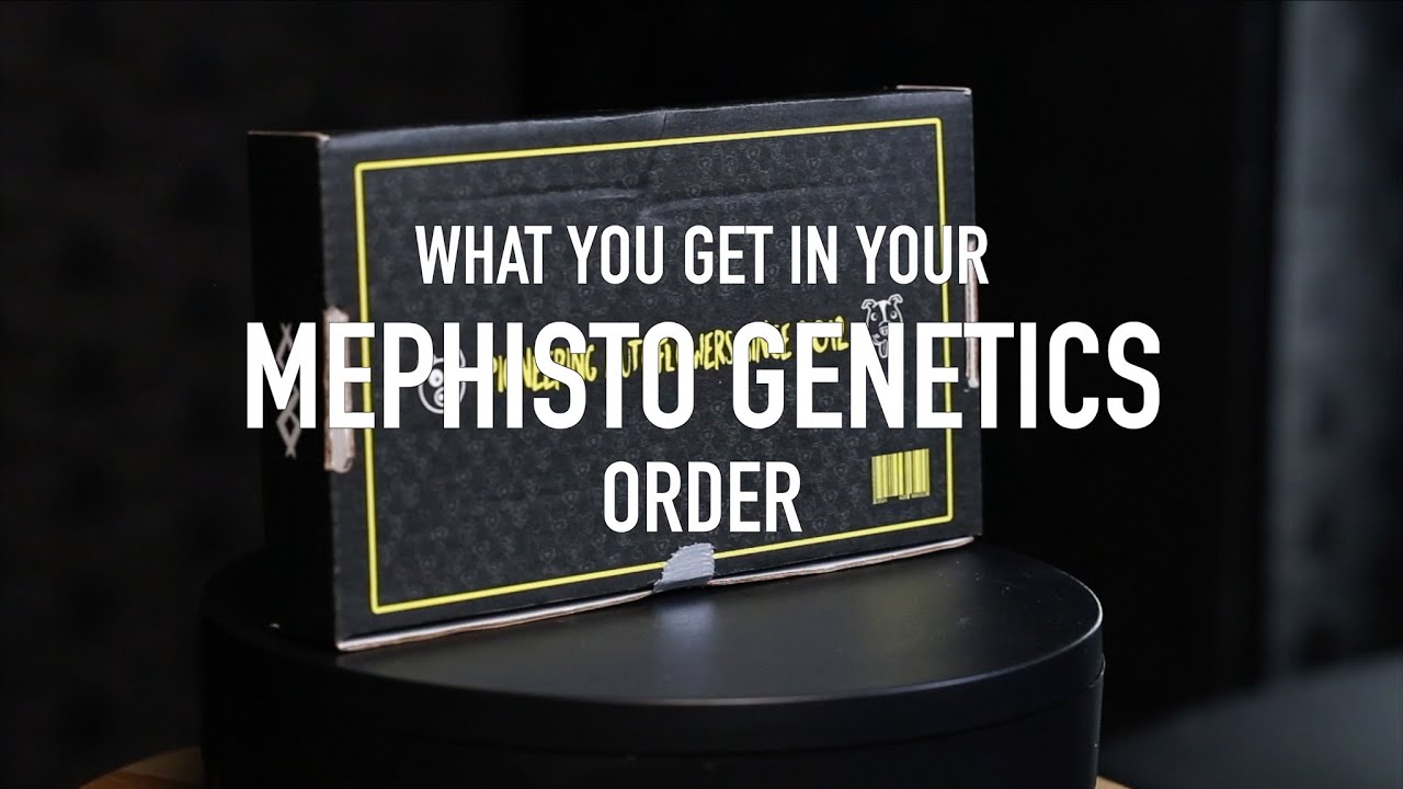 What You Get When You Order From Mephisto
