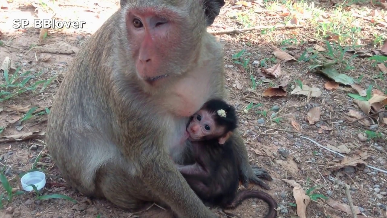 Monkey And Baby 2 - Young Monkey Want To Take Baby From Popeye